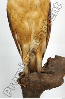 Barn owl - Tyto alba  0057